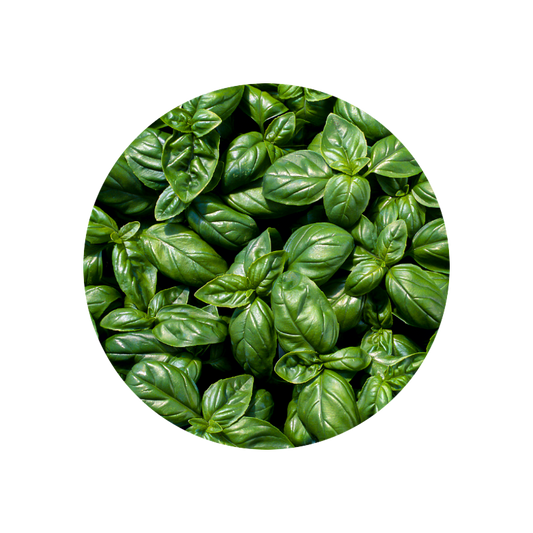Basil Grand Vert Oil (Egypt)