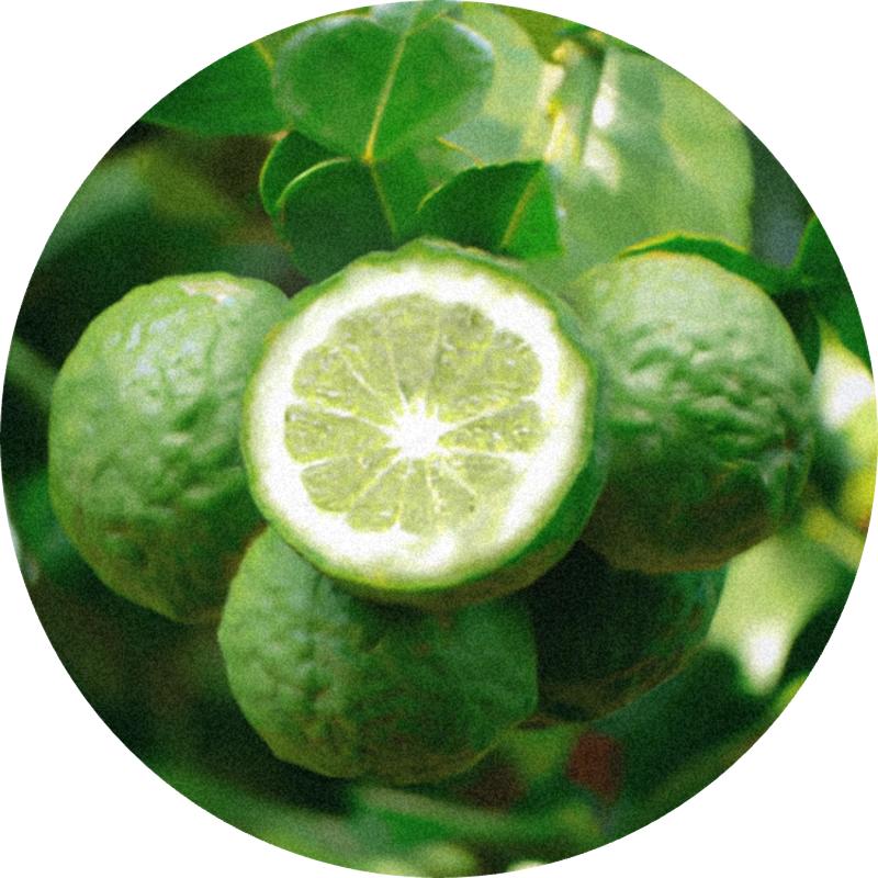 Bergamot Oil Distilled