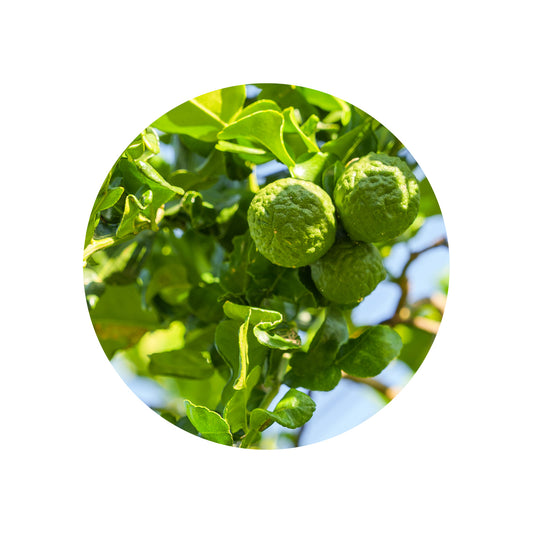 Petitgrain Bergamot Oil