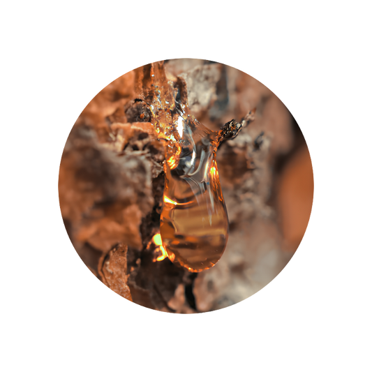 Beta Pinene