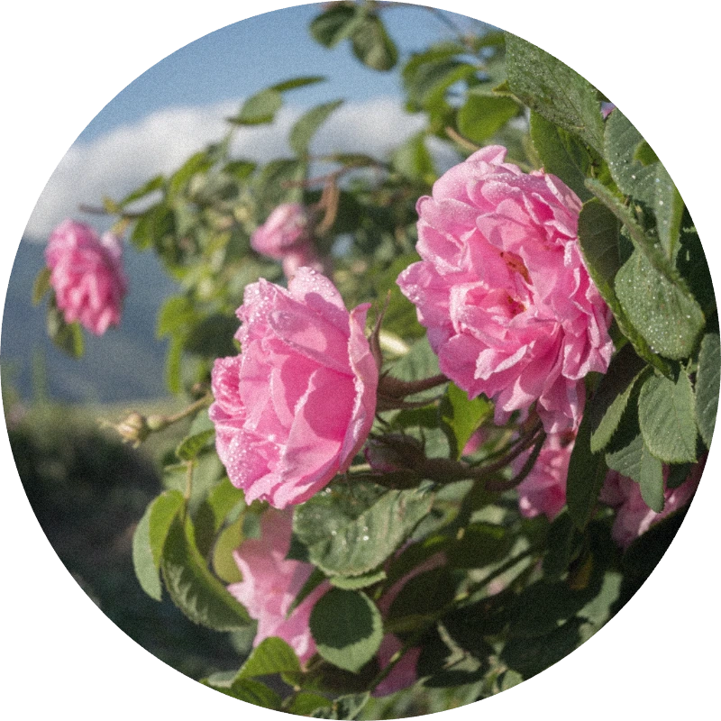 Rose Oil (Bulgaria)