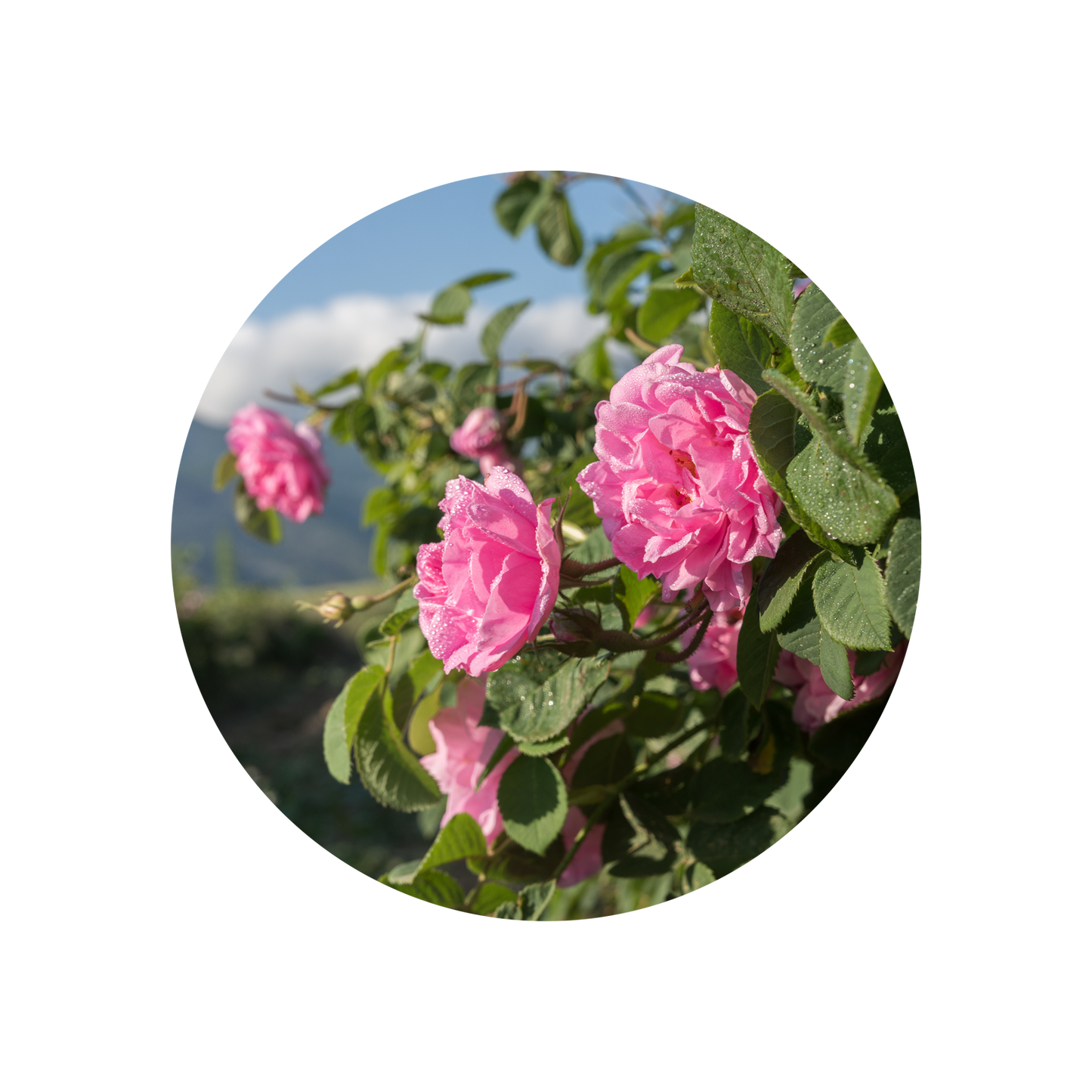Rose Oil (Bulgaria)