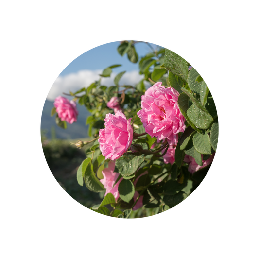 Rose Oil (Bulgaria)