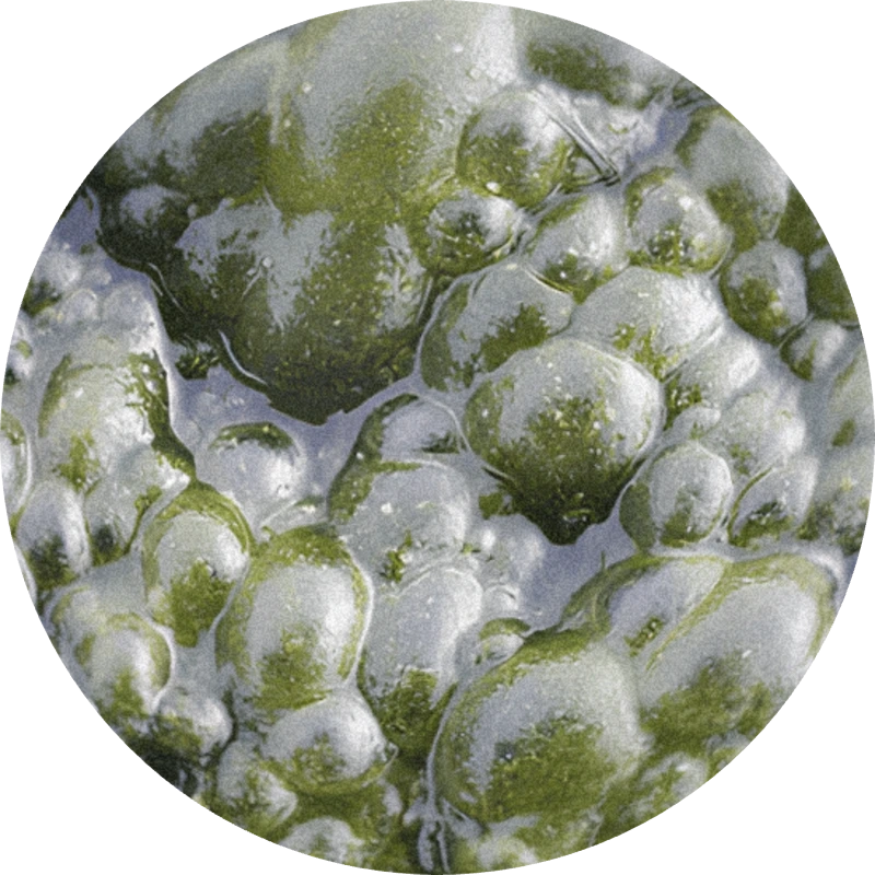 Calone® (proszek)