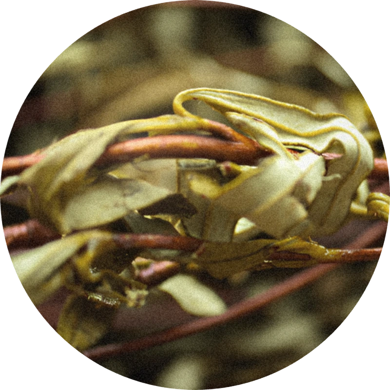 Cistus Oil (Spain)