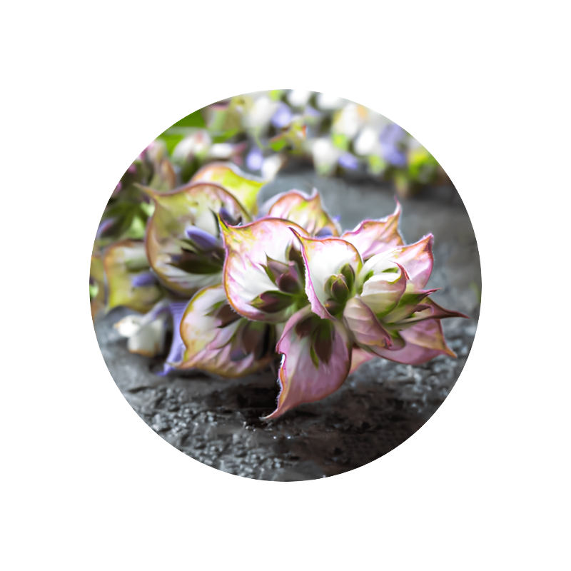 Clary Sage Absolute