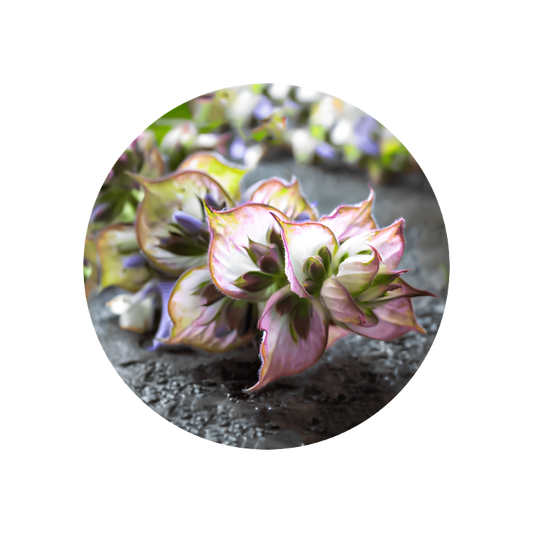 Clary Sage Absolute