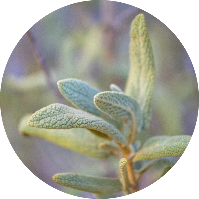 Clary Sage Pays Organic Oil