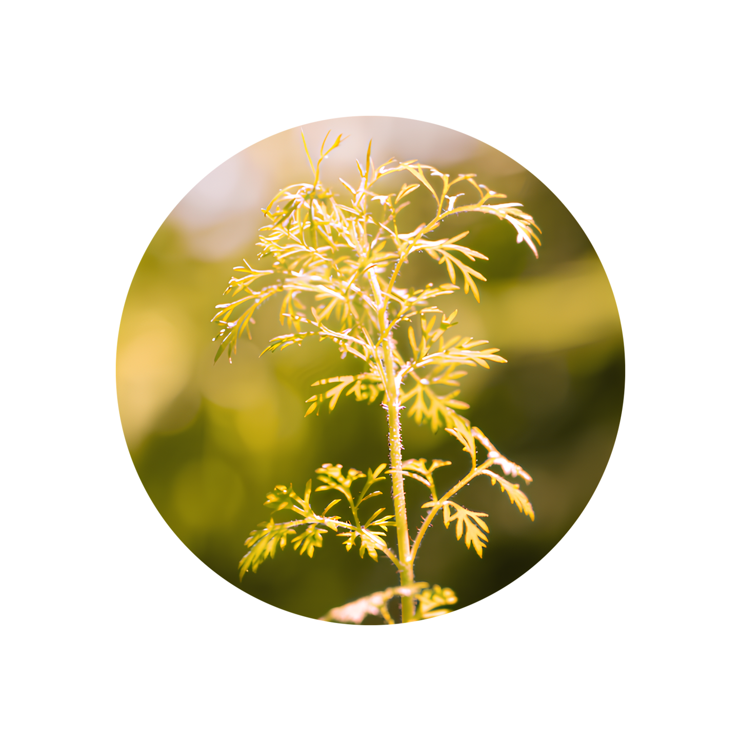 Davana Oil Extra