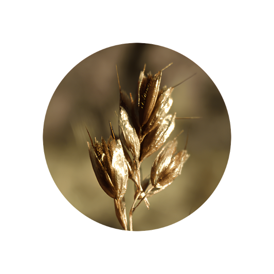 Hay Absolute (hierochloe alpina)