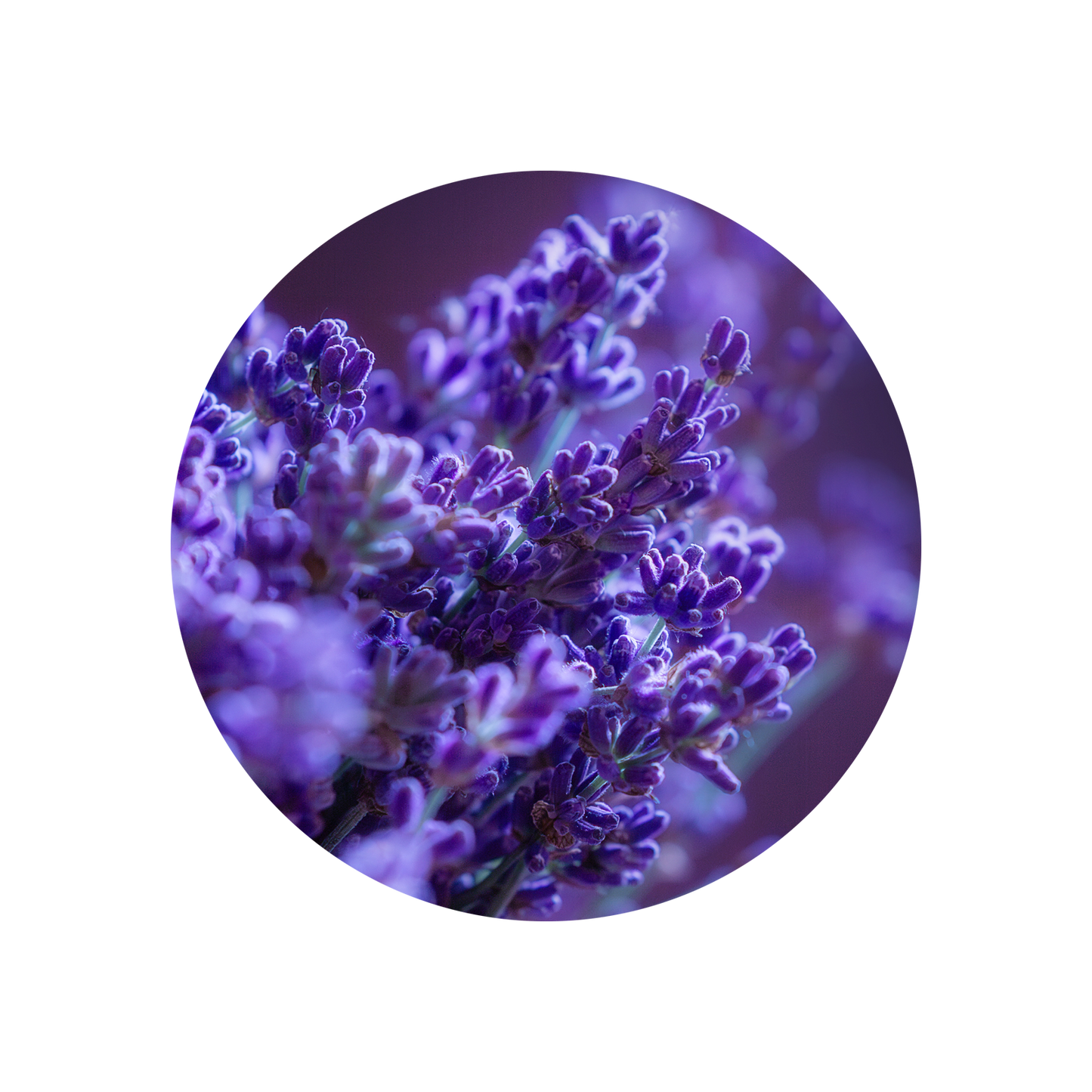 Lavender Oil France Orpur™