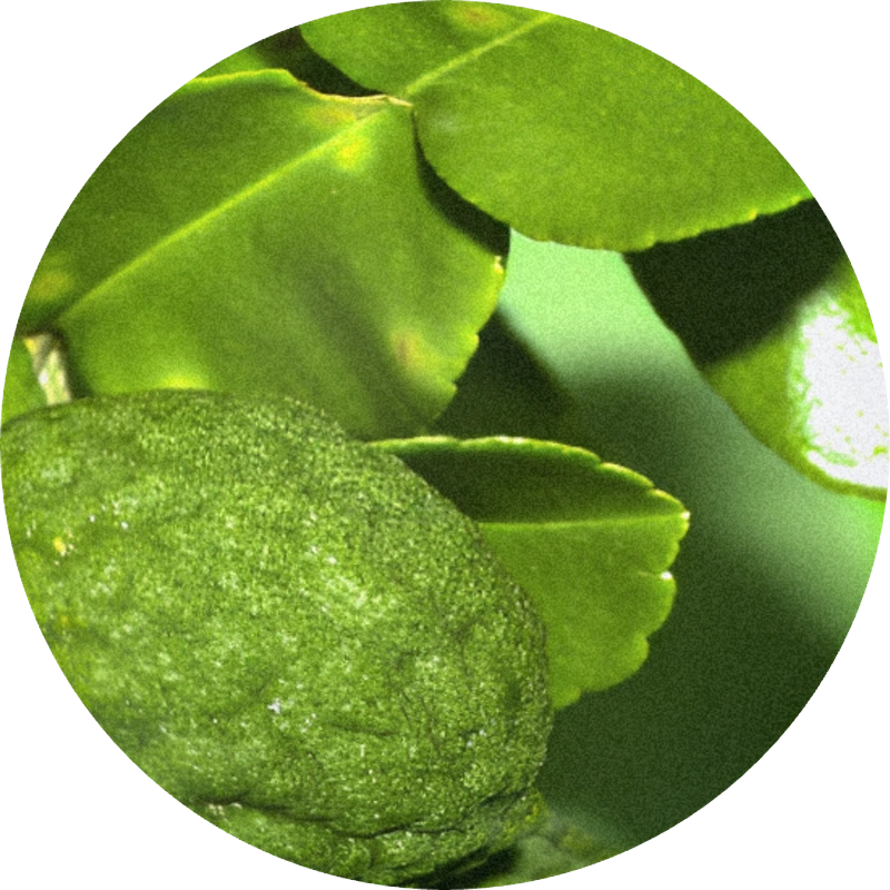 Lime Leaves