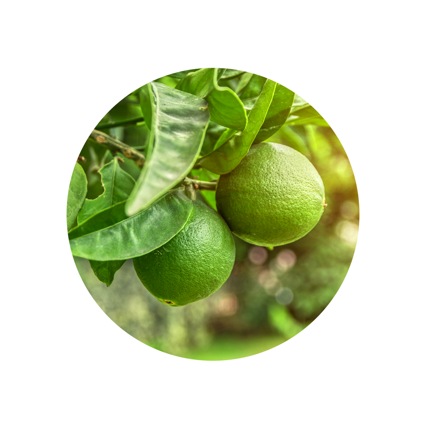 Lime Oil Distilled