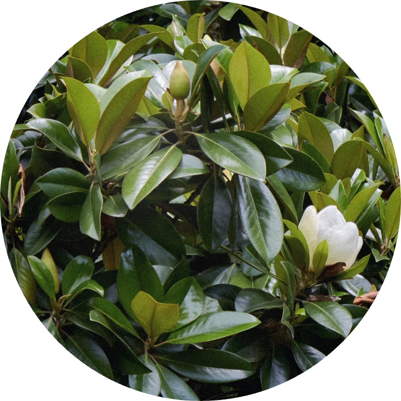 Magnolia Leaf Oil