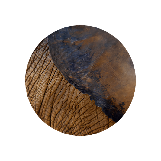 Meta Cresol 10% (DPG)