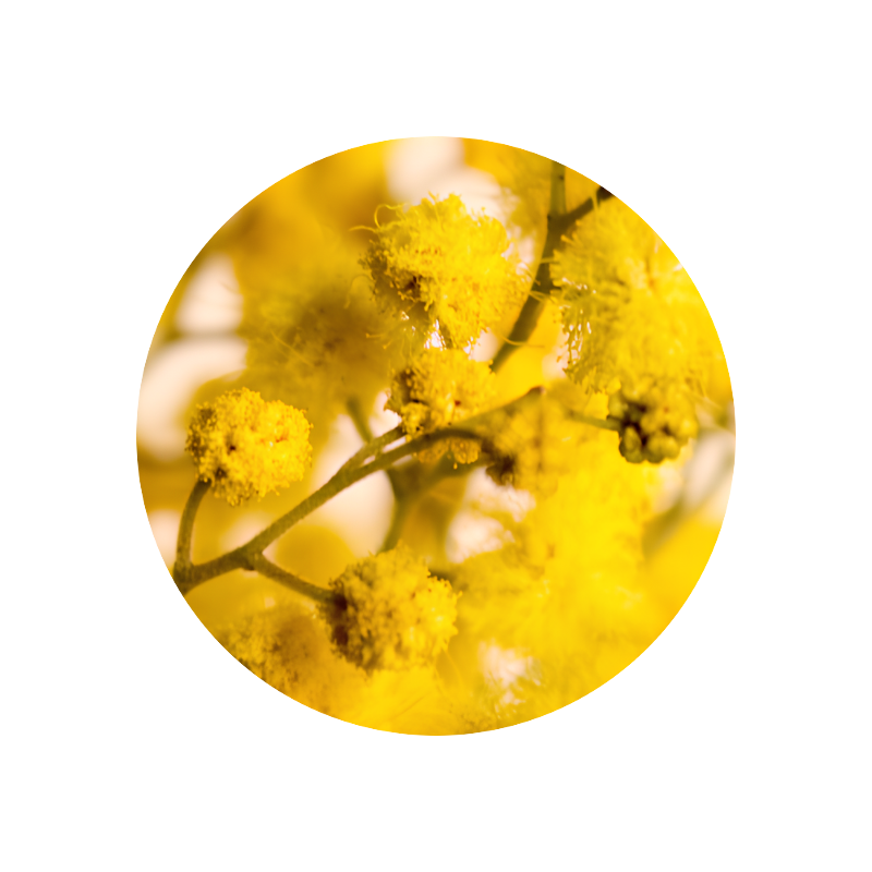 Mimosa Absolute Base (synthetic) 50%