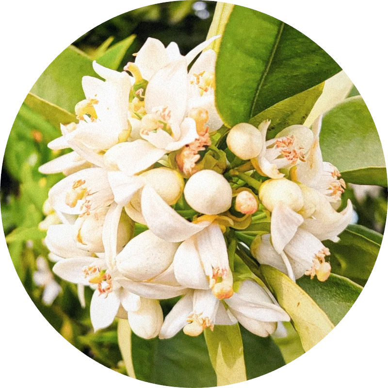 Neroli Oil (Egypt)