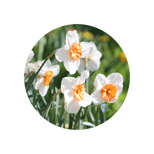 Para-cresyl phenyl acetate 2,5% (DPG)