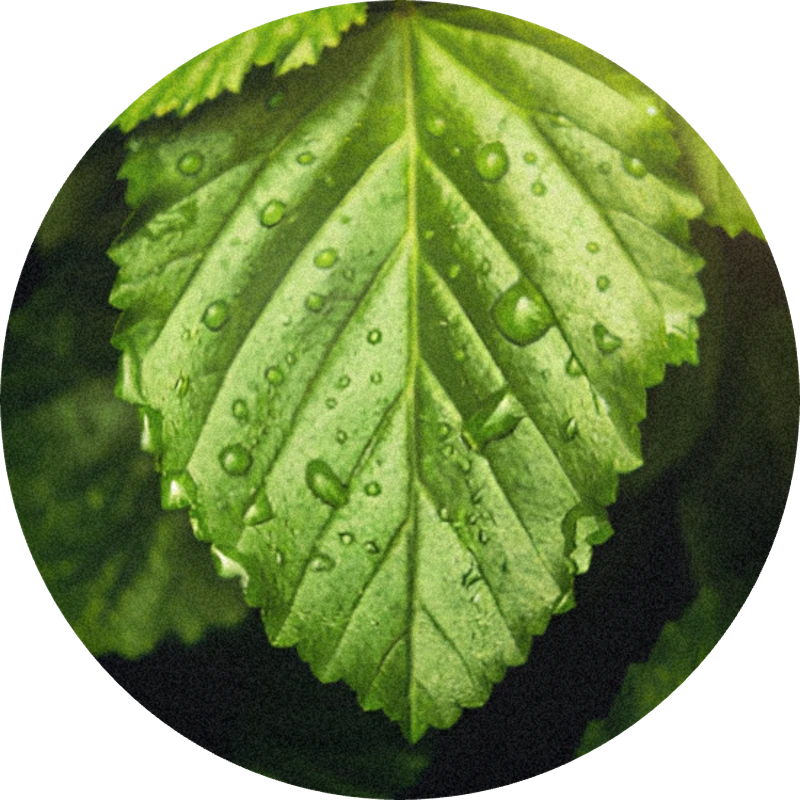 Patchouli Coeur Indonesia (IFF)