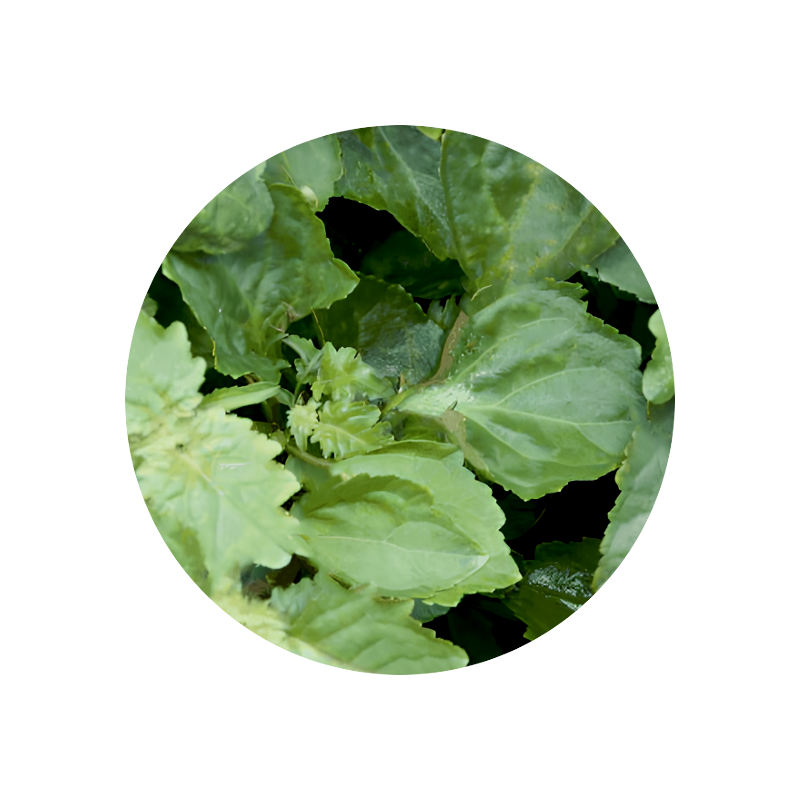 Patchouli Oil MD (Indonezja)