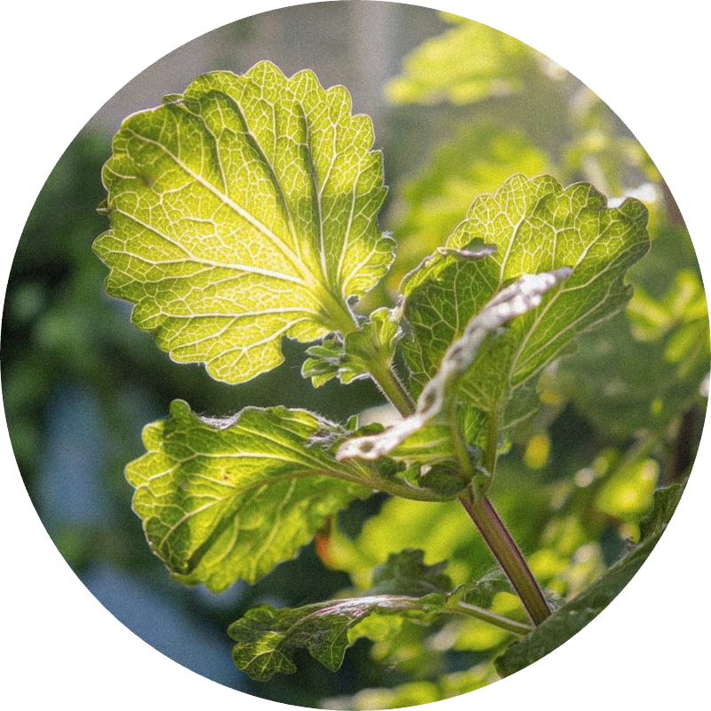Patchouli Light (Burundi)