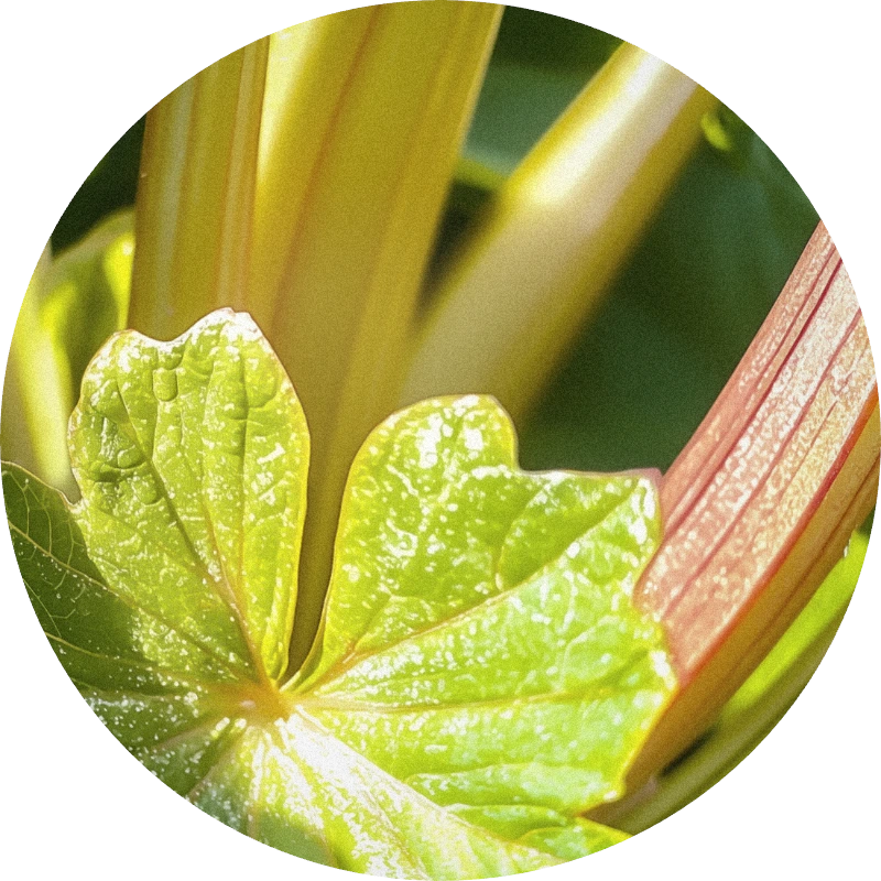 Rhubofix®