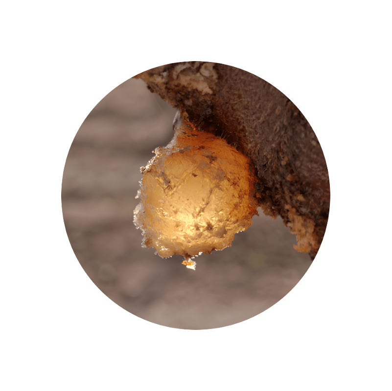 Styrax Oil