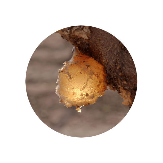 Styrax Oil