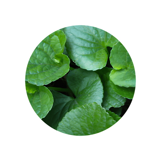 Violet Leaf Absolute 50% (TEC)