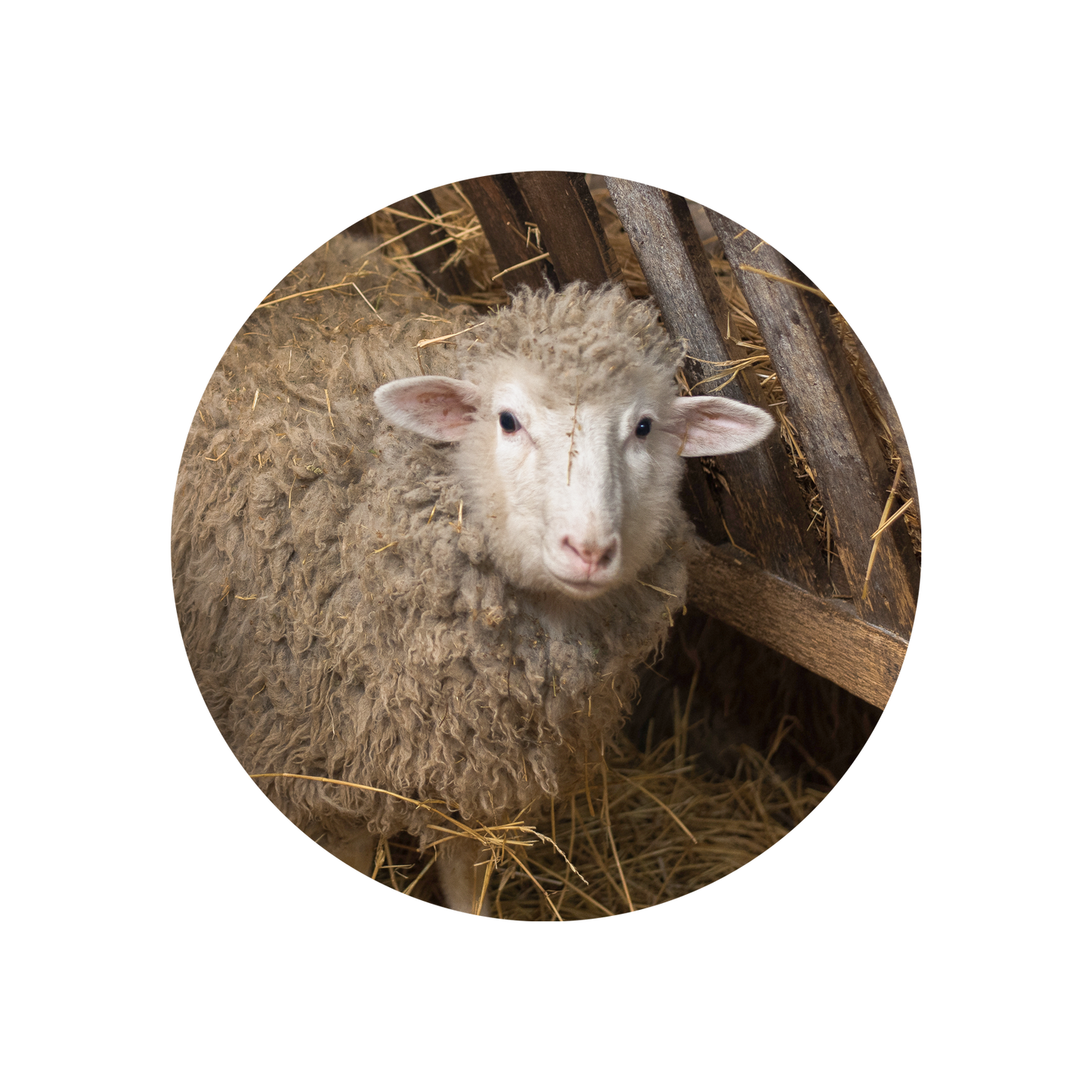 Wool Absolute