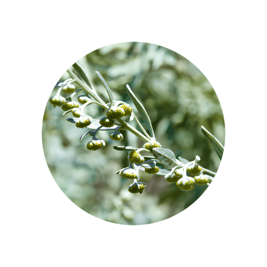 Wormwood Oil (artemisia absinthium)