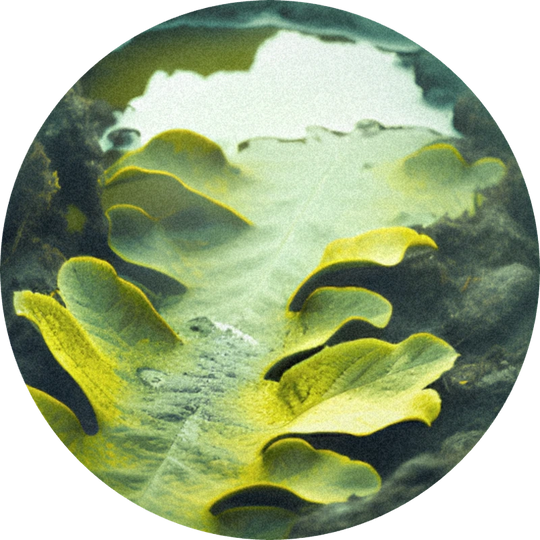 Dibutyl Sulfide 10% (IPM)