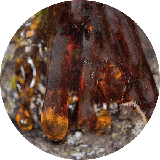 Gurjun Balsam (Malezja)