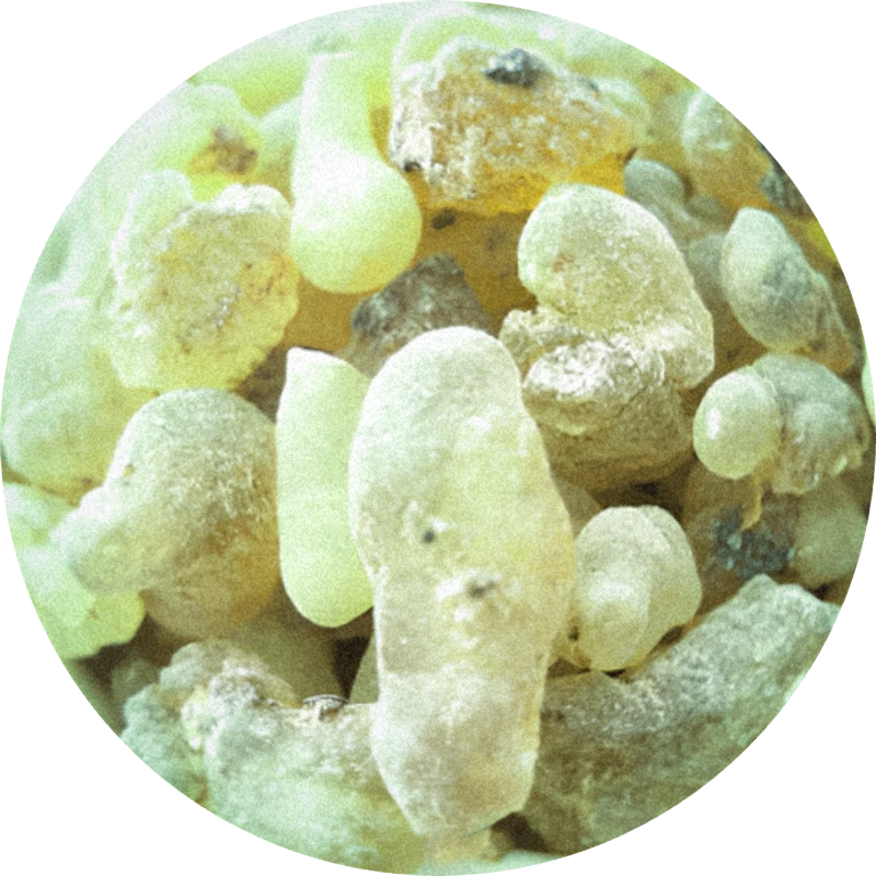 Olibanum Oil (Oman)