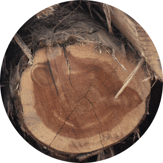 Cedar Atlas Redist
