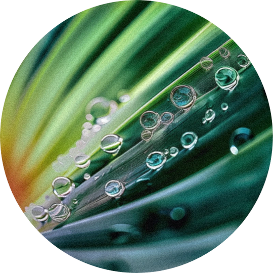 Vetival®