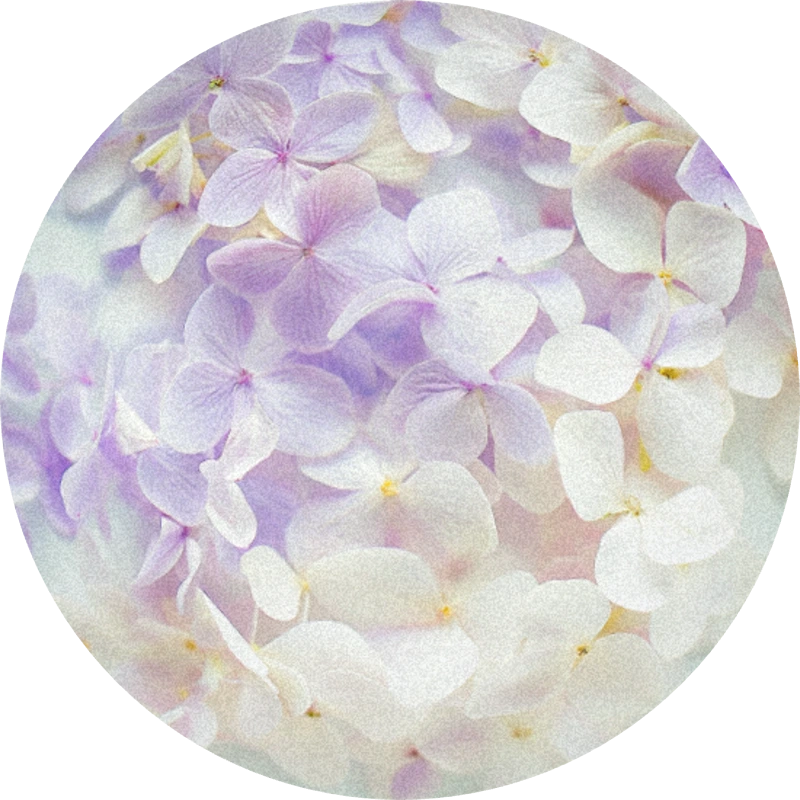 Acalea