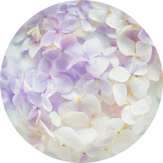 Acalea