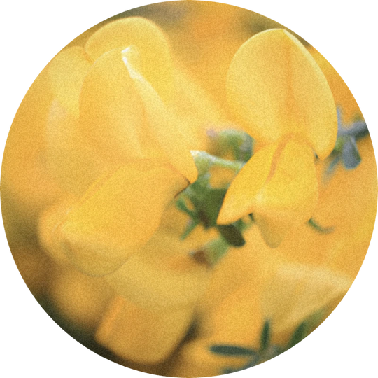Agrumea