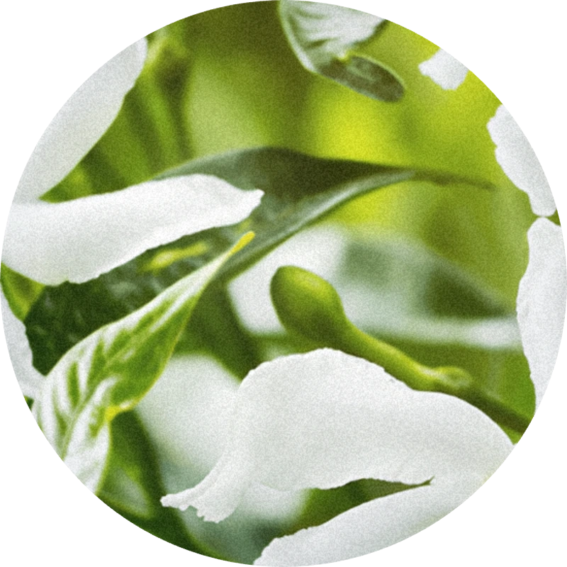 Aurantiol™ Pure 50% (ethanol)