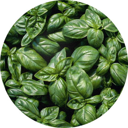 Basil Grand Vert Oil (Egypt)