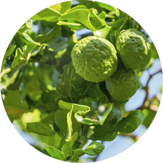 Petitgrain Bergamot Oil