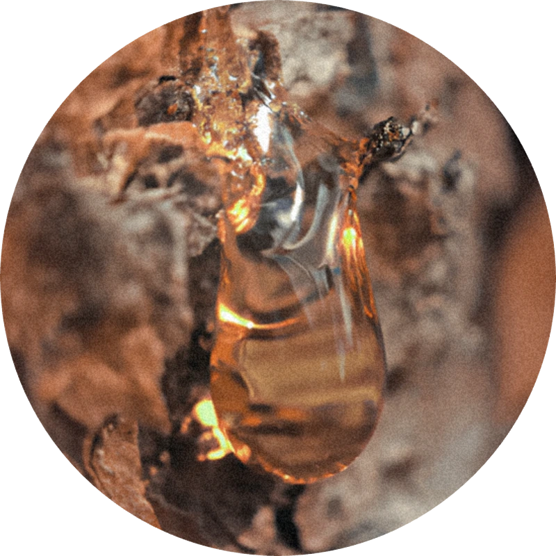 Beta Pinene