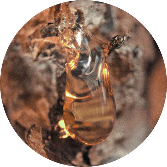Beta Pinene