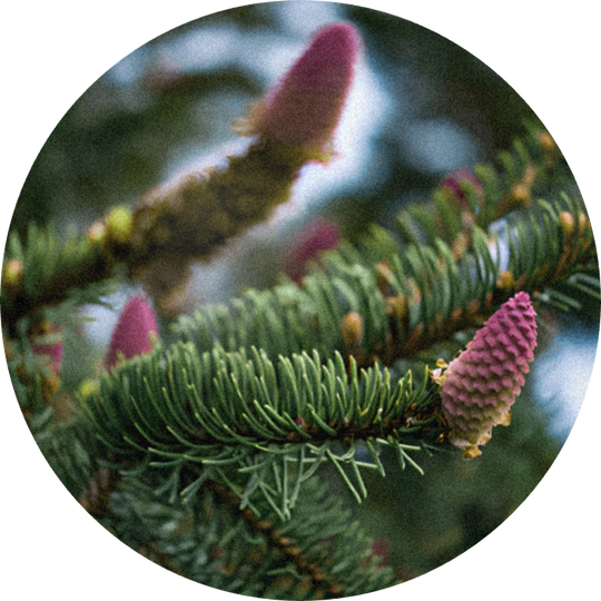 Black Spruce Oil (Canada)