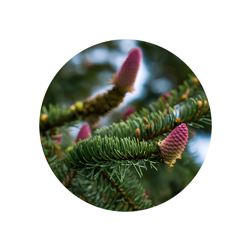 Black Spruce Oil (from needles)