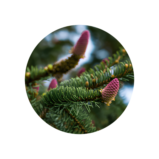 Black Spruce Oil (from needles)