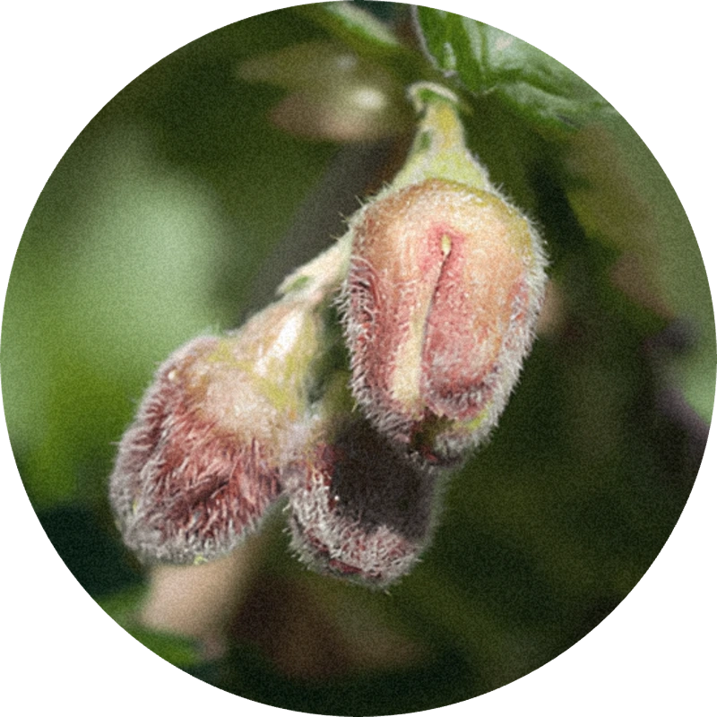 Cassis Bud Absolute 50% (DPG)