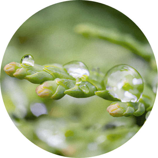 Cedar Leaf Oil Extra