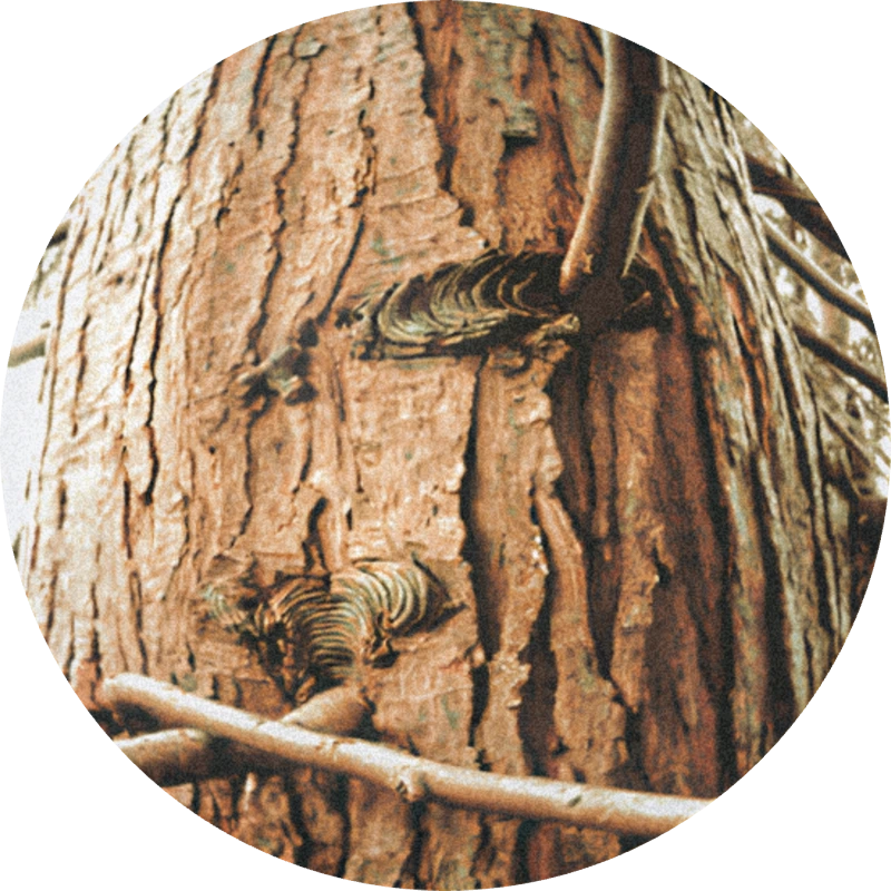 Cedarwood Virginia Super Rectified